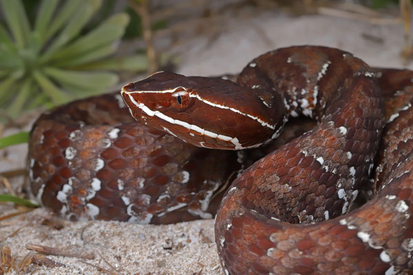 Yucatecan Cantil (Agkistrodon russeolus)