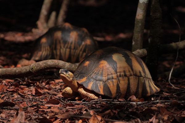 Radiated Tortoise (Astrochelys radiata) 
