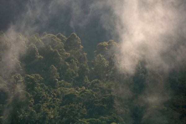 View over the cloud forest.