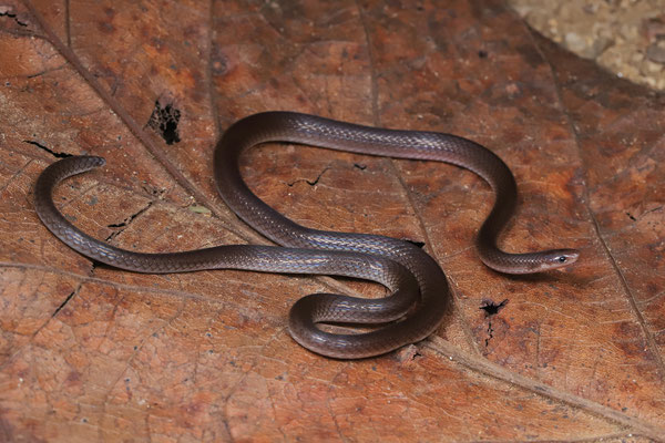 Pacific Longtail Snake (Enulius flavitorques)