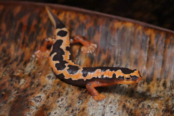 Yellowbelly Mushroomtongue Salamander (Bolitoglossa flaviventris) female