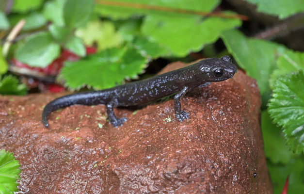 Franklin's Mushroomtongue Salamander (Bolitoglossa franklini) juvenile.