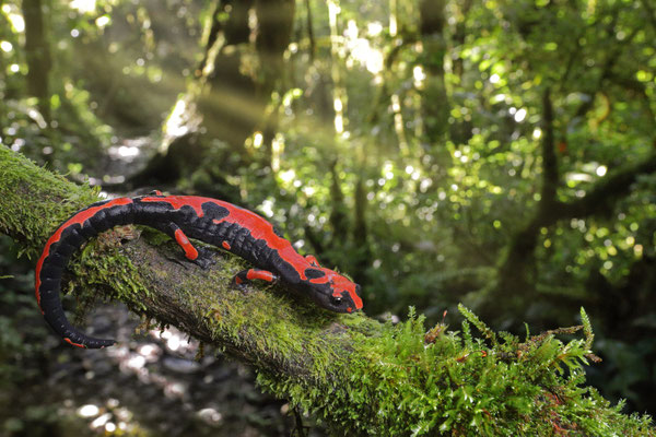 Lincoln's Mushroomtongue Salamander (Bolitoglossa lincolni) in habitat.