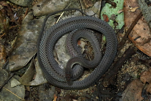 Forest Lesser File Snake (Gonionotophis klingi), viewed from above you can clearly see the heteregeneous scalation.