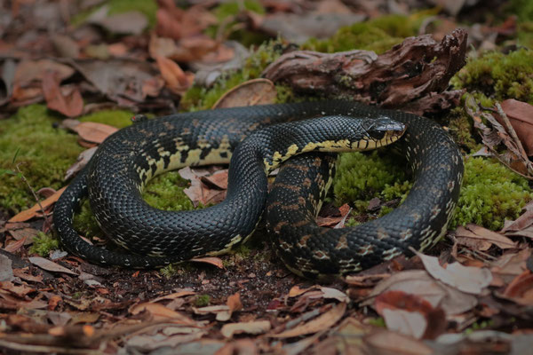 Malagasy Giant Hognose Snake (Leioheterodon madagascariensis) 
