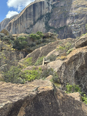 Madagascar Swifts enjoying the view.