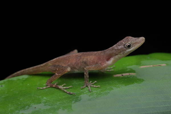 Cerro Brujo Anole (Anolis cryptolimifrons)