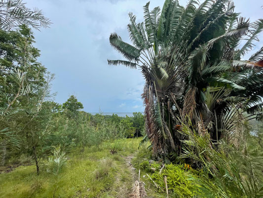 Traveller's Palms ( Ravenala madagascariensis) are home to Madagascar Giant Day Geckos.