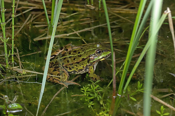 Marsh Frog (Pelophylax ridibundus)