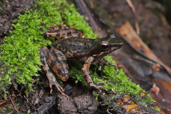 Kloof Frog (Natalobatrachus bonebergi) 