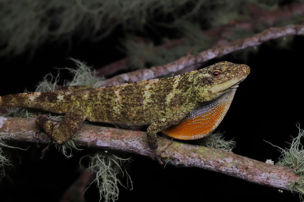 Oaxacan Giant Canopy Anole (Anolis macrinii) male