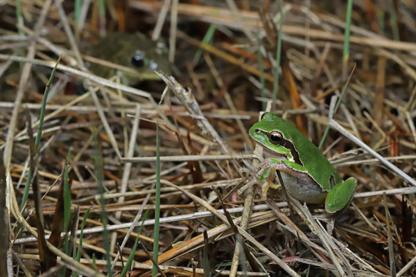 Eastern Tree Frog (Hyla orientalis) with Eastern Spadefoot Toad (Pelobates syriacus) lurking in the background.