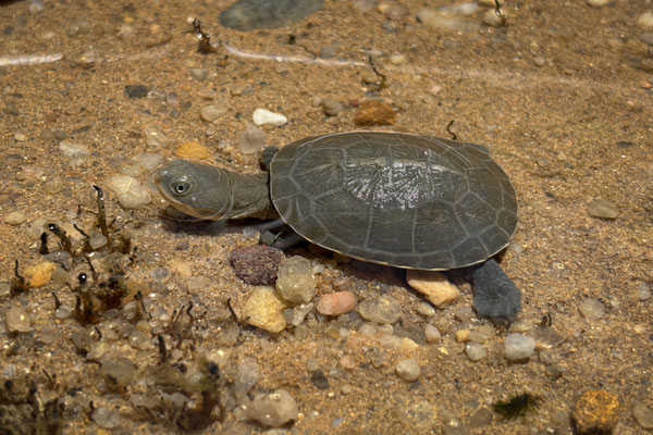 Helmeted Terrapin (Pelomedusa subrufa) baby