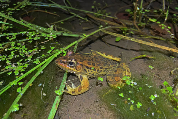 Montezuma Leopard Frog (Lithobates montezumae) 