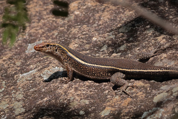 Western Girdled Lizard (Zonosaurus laticaudatus)