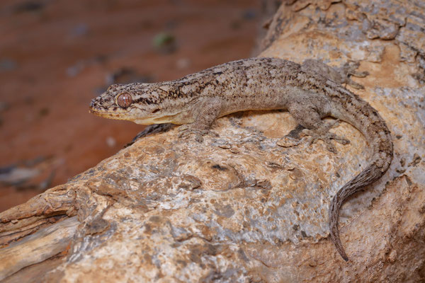 Tulear Velvet Gecko (Blaesodactylus sakalava) is mostly found on the smooth trunks of baobabs.