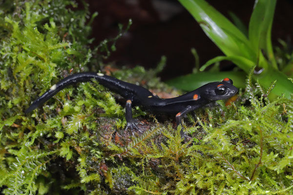 Nimble Long-limbed Salamander (Nyctanolis pernix)