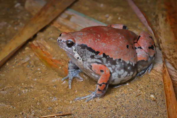 The largest Mexican Narrow-mouthed Toad (Hypopachus variolosus) we had ever seen.