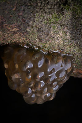 Kloof Frog (Natalobatrachus bonebergi) egg clutch