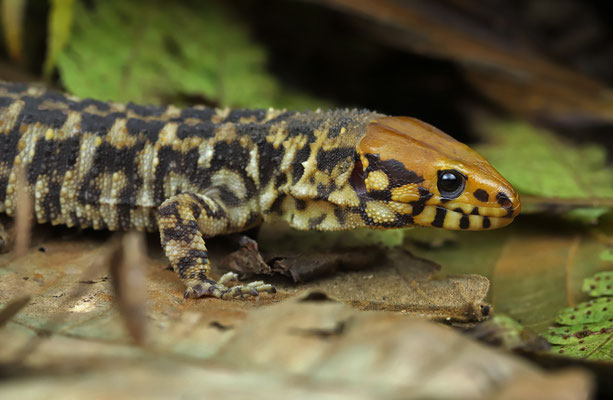 Smith's Tropical Night Lizard (Lepidophyma smithii)