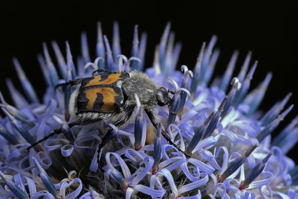 Bee Beetle (Trichius fasciatus)
