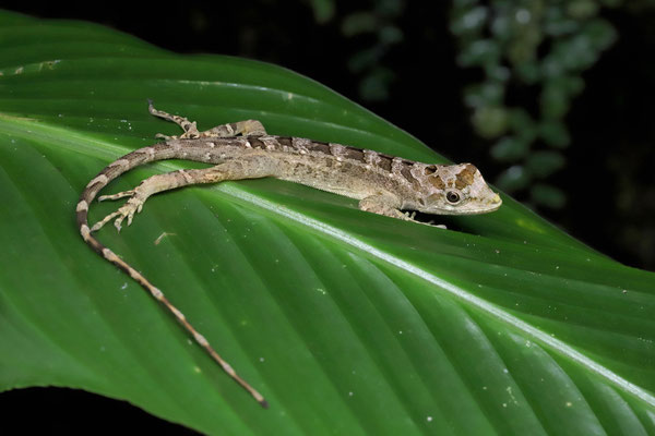 Ahuachapán Anole (Anolis serranoi)