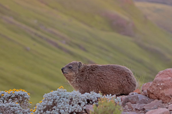 Dassie (Procavia capensis)