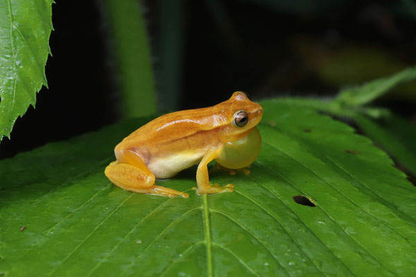 Merten's Yellow Tree Frog (Dendropsophus robertmertensi) calling male