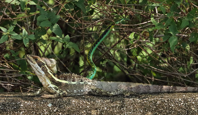 Brown Basilisk (Basiliscus vittatus) with Pacific Coast Parrot Snake (Leptophis diplotropis).