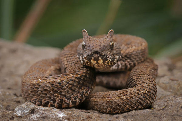 Kenya Horned Viper (Bitis worthingtoni), we loved the speckles on the rostral scale.