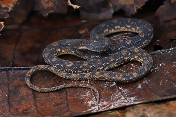 Rough Coffee Snake (Nothopsis rugosus)