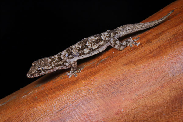 Farquhar Half-toed Gecko (Hemidactylus mercatorius) 