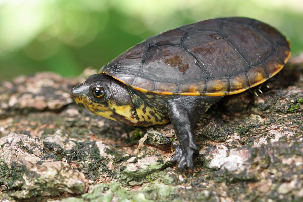 Narrow-bridged Musk Turtle (Claudius angustatus)