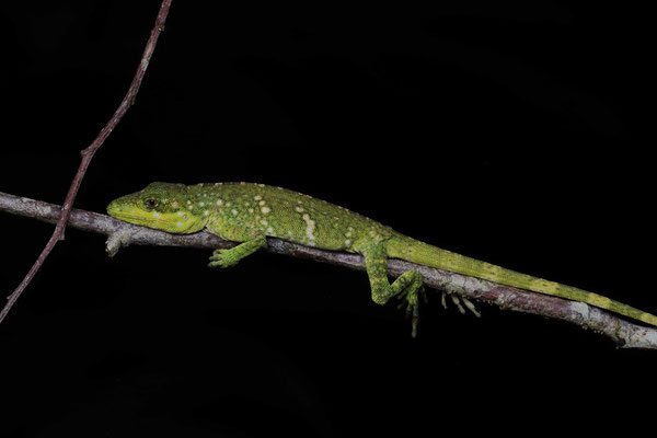 Banded Giant Canopy Anole (Anolis microtus) juvenile