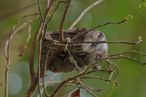Central American Boa (Boa imperator) baby sleeping
