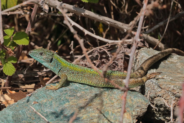 Cycladian Green Lizard (Lacerta citrovittata)