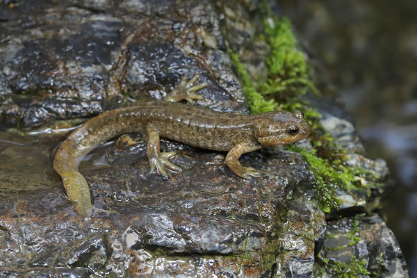Central Asian Salamander (Ranodon sibiricus)