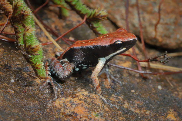 Betsileo Mantella (Mantella betsileo)