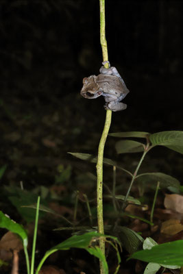 Crowned Tree Frog (Triprion spinosus) in ambush.