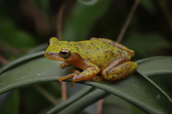 Chimalapa Treefrog (Exerodonta chimalapa) male