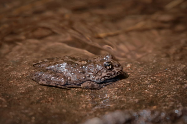 Phofung River Frog (Amietia hymenopus)
