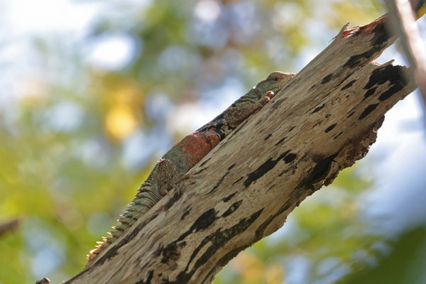 Another shy lizard in the trees: Yucatán Spiny-tailed Iguana (Cachryx defensor)