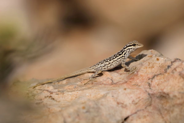 Socotra Rock Gecko (Pristurus sokotranus)