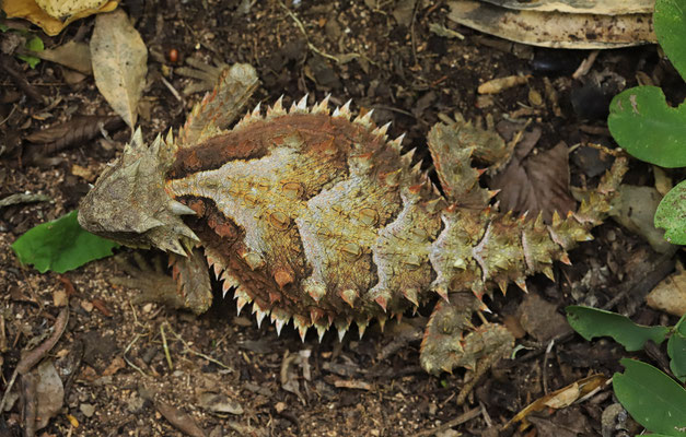 Giant Horned Lizard (Phrynosoma asio)