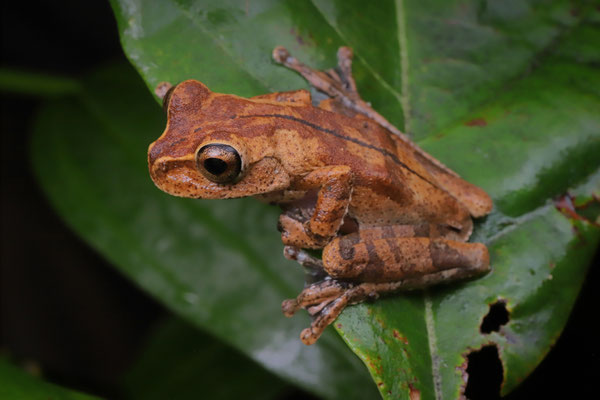 Adult Juanita's Earless Treefrog (Charadrahyla juanitae)