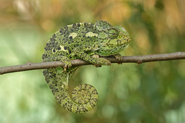 Mediterranean Chameleon (Chamaeleo chamaeleon recticrista)