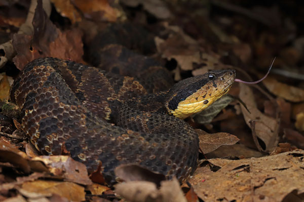 Mexican Jumping Pitviper (Metlapilcoatlus nummifer)