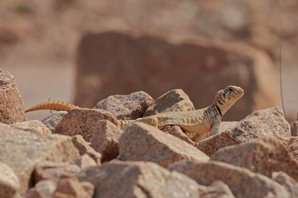 Yemeni Spiny-tailed Lizard (Uromastyx benti) are most easily photographed from the car. The moment you step out they are gone.