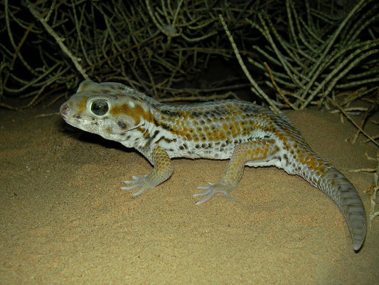 Plate-tailed Gecko (Teratoscincus keyserlingii)