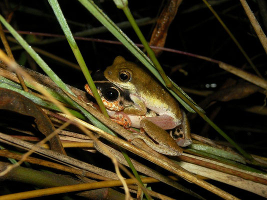 Common Reed Frog (Hyperolius viridiflavus) 